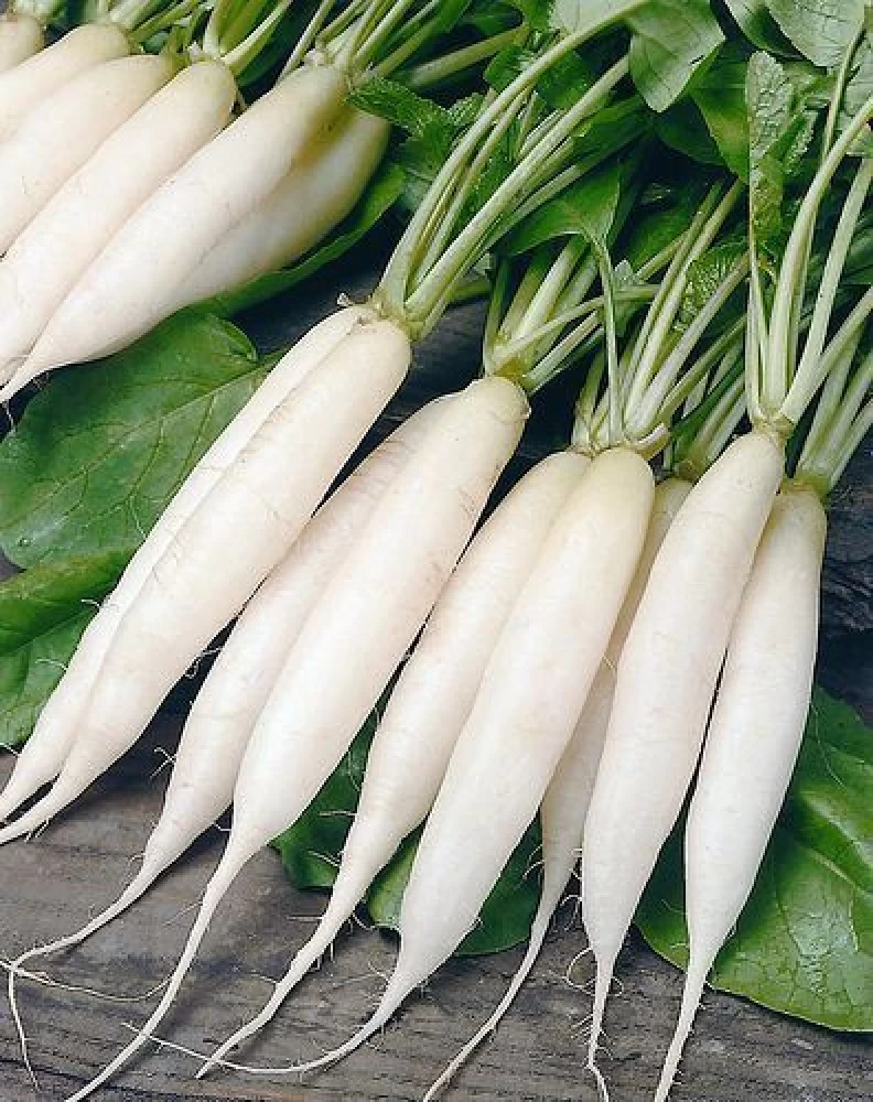 Radish